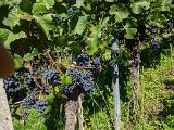 220922d__Wandern_und_Wein_07