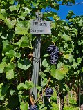 220922d__Wandern_und_Wein_10