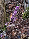 230325maerzenbecher07