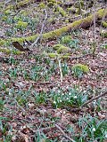 230325maerzenbecher14