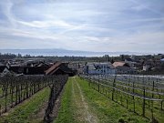 230318_vortour_bluetenwanderung20