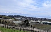 230318_vortour_bluetenwanderung27