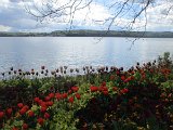 240420_blueten01__47