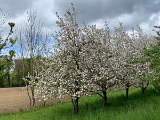 240420_blueten02__16