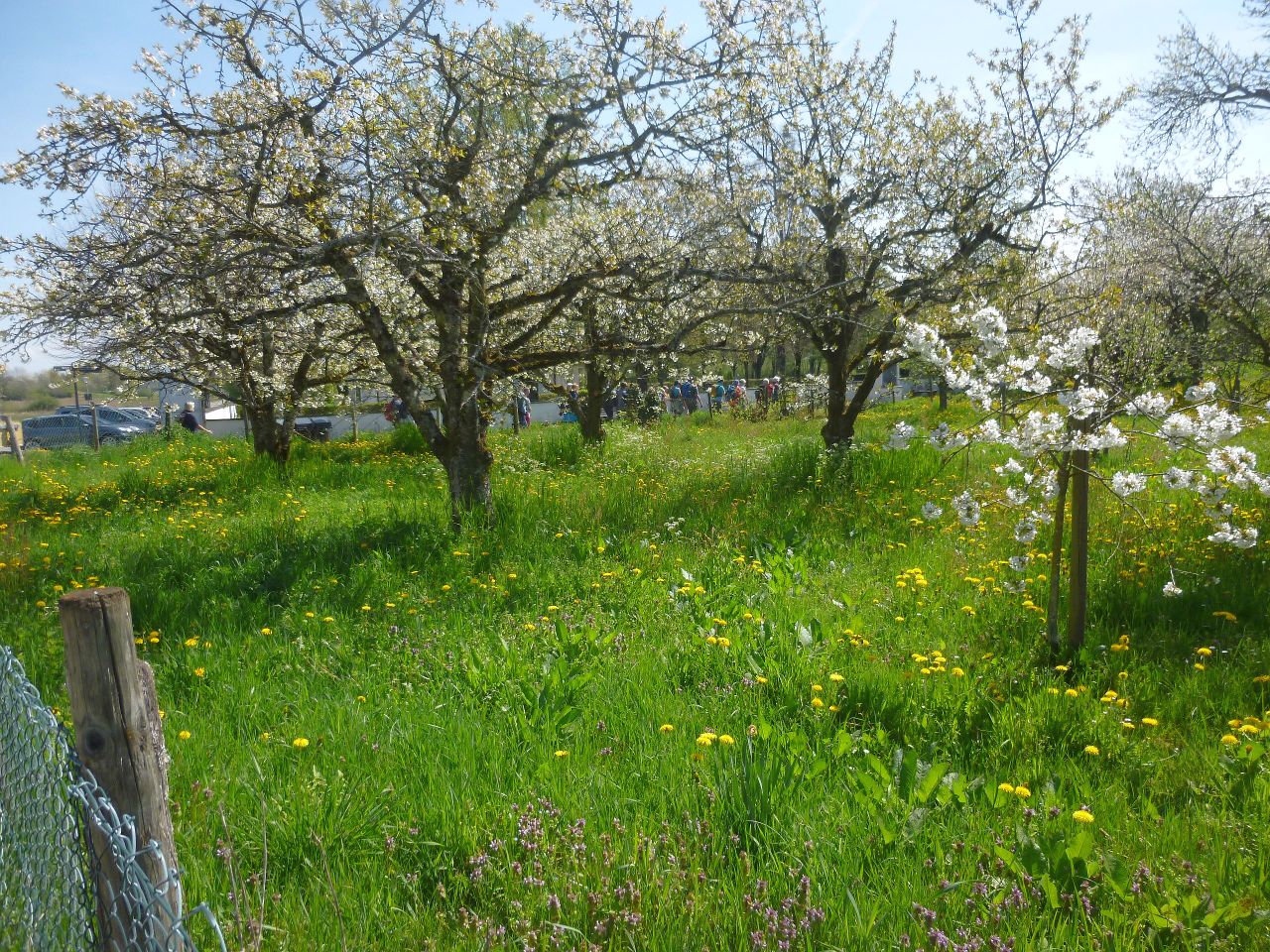 260418_Bluetenwanderung01_ (18).JPG