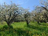 260418_Bluetenwanderung01_ (20)