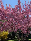 260418_Bluetenwanderung01_ (29)