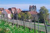 260418_Bluetenwanderung01_ (44a)