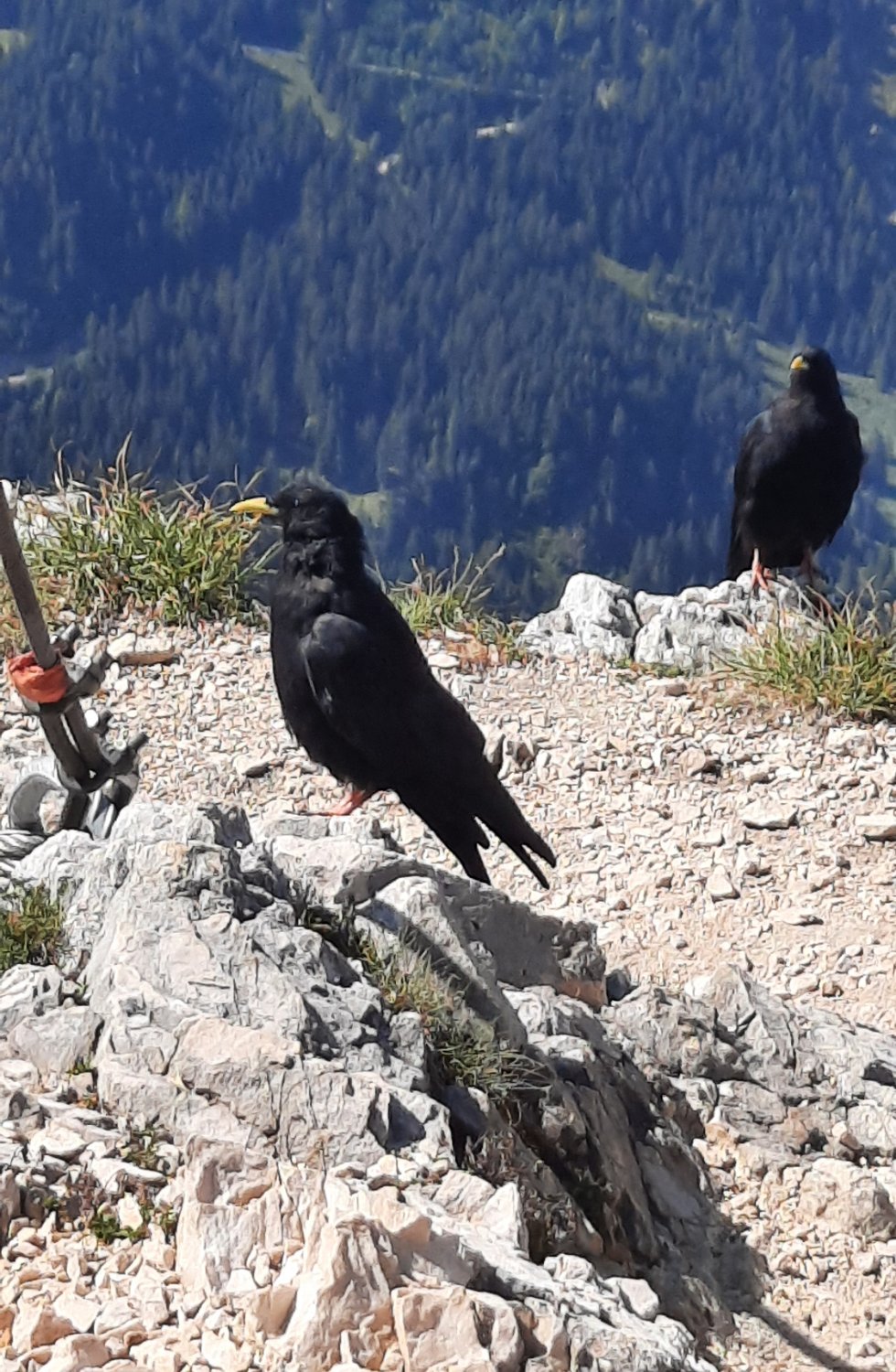 260815_Bergtour068.jpg - Es gibt noch andere Gipfelgäste...