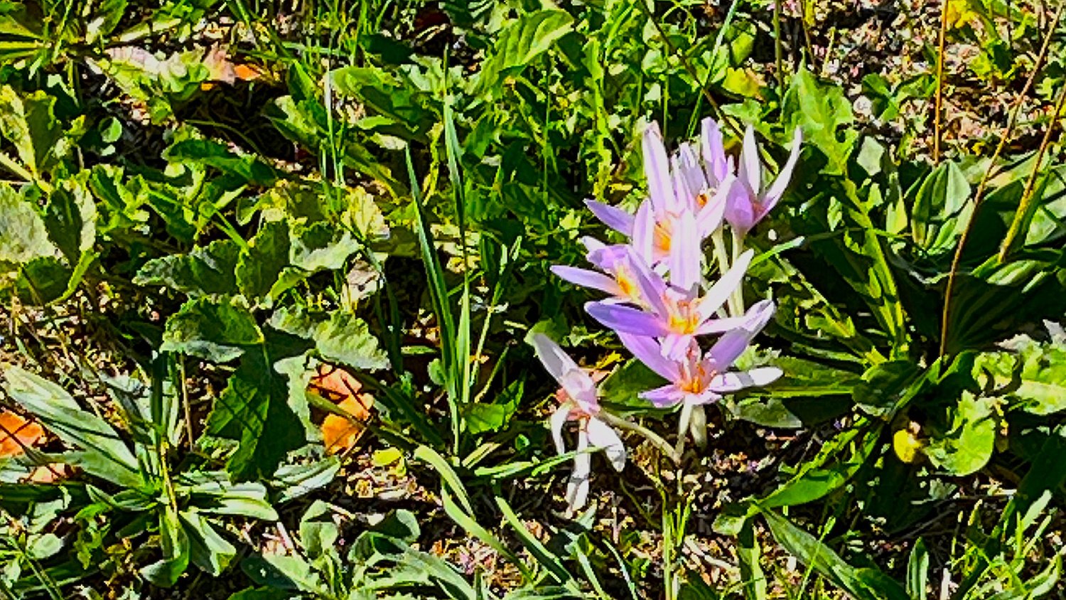 260915gnadenweiler (14).jpg - Es ist Herbst...auf den mageren Wiesen blühen schon die Herbstzeitlosen....
