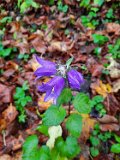 291011-donauversinkung_hoewenegg_15